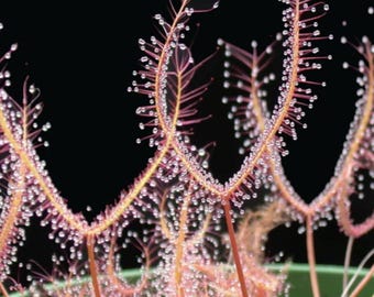 Drosera Binata Red Forked Leaf Seeds, Cape sundew, Perennial Subtropical, Carnivorous Plant