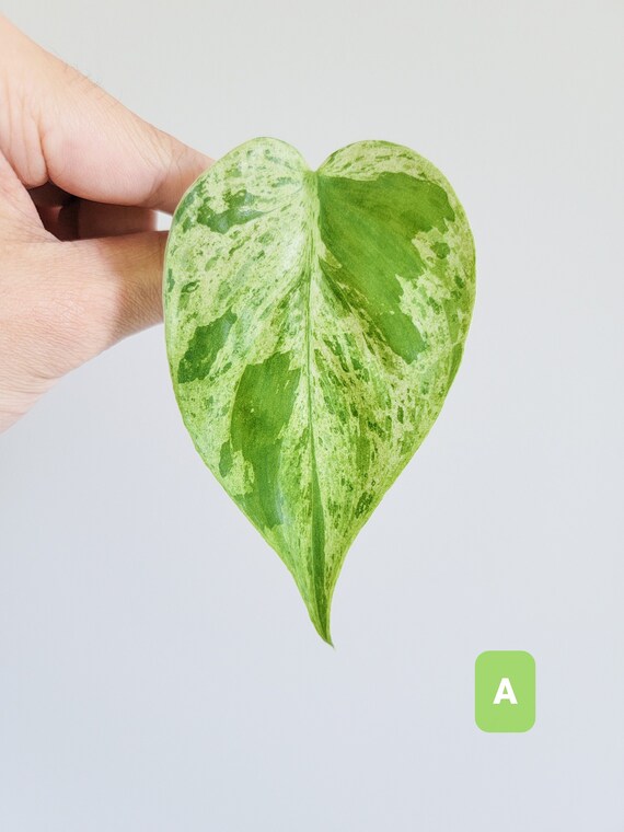 Variegated Heartleaf Philodendron Hederaceum Unrooted Etsy