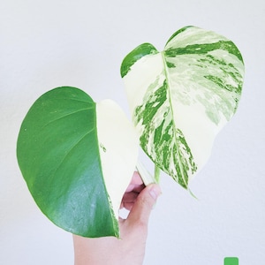 Variegated Monstera Albo Borsigiana Cutting – Rare Variegated Aroid – LIVE Plant Cutting – FREE Priority Shipping