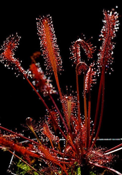 Drosera Capensis "All Red" Seeds, Cape sundew, Perennial Subtropical, Carnivorous Plant