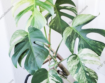 Monstera Deliciosa Mint Variegated  Tissue Culture  Starter Plant /  Preorder - Etsy