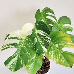 darklord philodendron Philodendron 'Dark Lord' Variegated (508W32)
