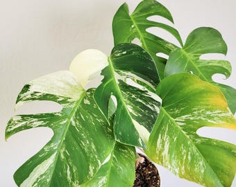 fake plants palm trees Palm Tree 5FT Artificial, 60in Faux Palm Tree with 15.7 White Planter –  Vivatrees main image 1