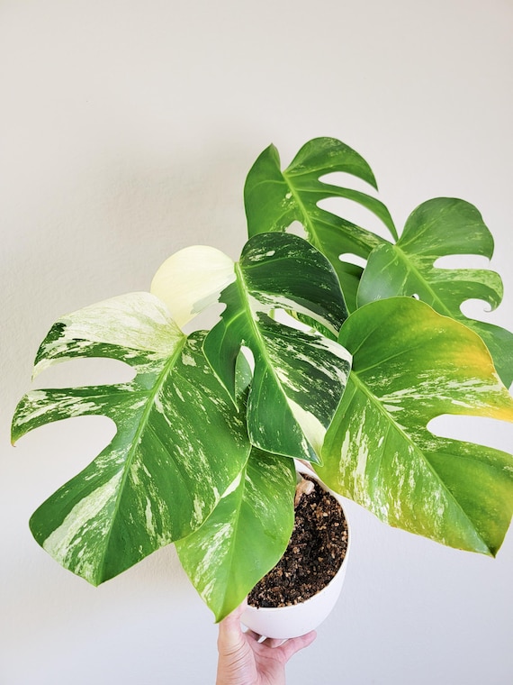 split philodendron Split Leaf Philodendron