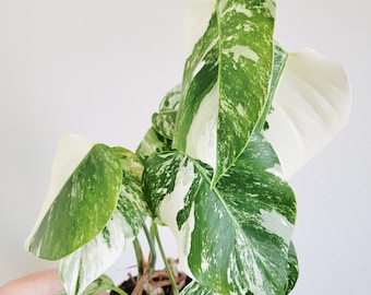 Variegated Monstera Albo Borsigiana – 3 Fully Rooted Live Plant – Rare White Variegation – Free Priority Shipping