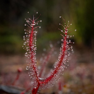 May include: Close-up of a vibrant red plant with delicate, hair-like structures, covered in numerous water droplets. The plant curves gracefully, creating a unique shape against a blurred, natural background. The image highlights the plant's texture and color.