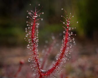 Drosera Binata Red Forked Leaf Seeds, Cape sundew, Perennial Subtropical, Carnivorous Plant