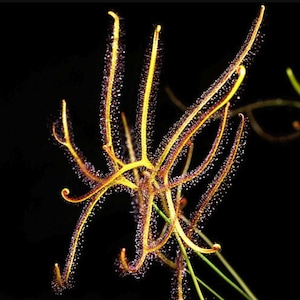 May include: Close-up of a sundew plant with long, slender, yellow-green leaves and reddish tips. The leaves are covered in tiny, glistening droplets against a black background. The plant's delicate structure is highlighted, showcasing its unique form.