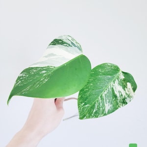 Variegated Monstera Albo Borsigiana Cutting – Rare Variegated Aroid – LIVE Plant Cutting – FREE Priority Shipping