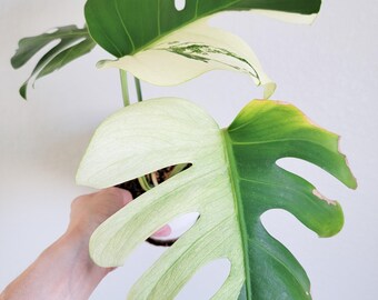 Variegated Monstera “Mint” NoID – Fully Rooted Live Plant – Non-Tissue Culture Jungle Mint – FREE Priority Shipping