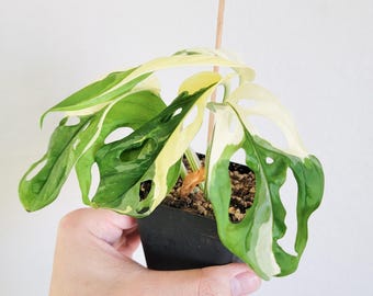 Variegated Monstera Adansonii Albo – Fully Rooted Live Plant – Swiss Cheese Albo – Rare Aroid – FREE Priority Shipping