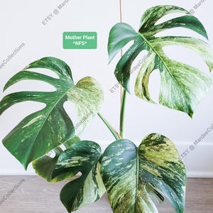May include: A close-up of a Monstera plant with large, variegated leaves. The leaves are a mix of dark green and creamy white, with natural splits and holes. The text "Mother Plant *NFS*" is in a green rectangle.