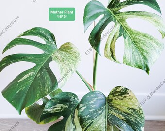 Variegated Monstera “Mint” NoID – Fully Rooted Live Plant – Non-Tissue Culture Jungle Mint – FREE Priority Shipping
