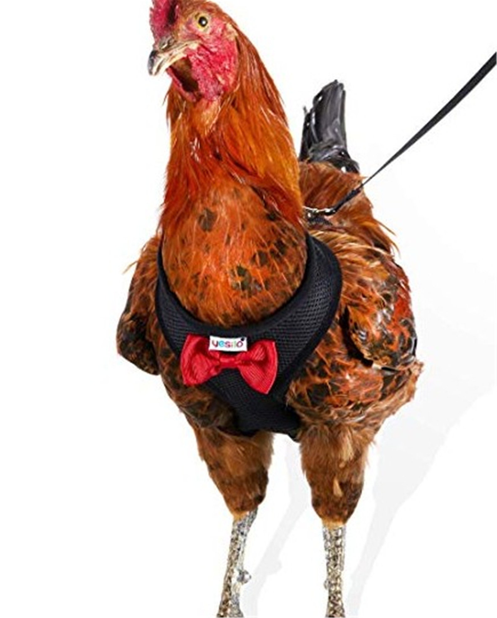 Chicken Harness Hen Size With 6ft Matching Leash Adjustable Etsy