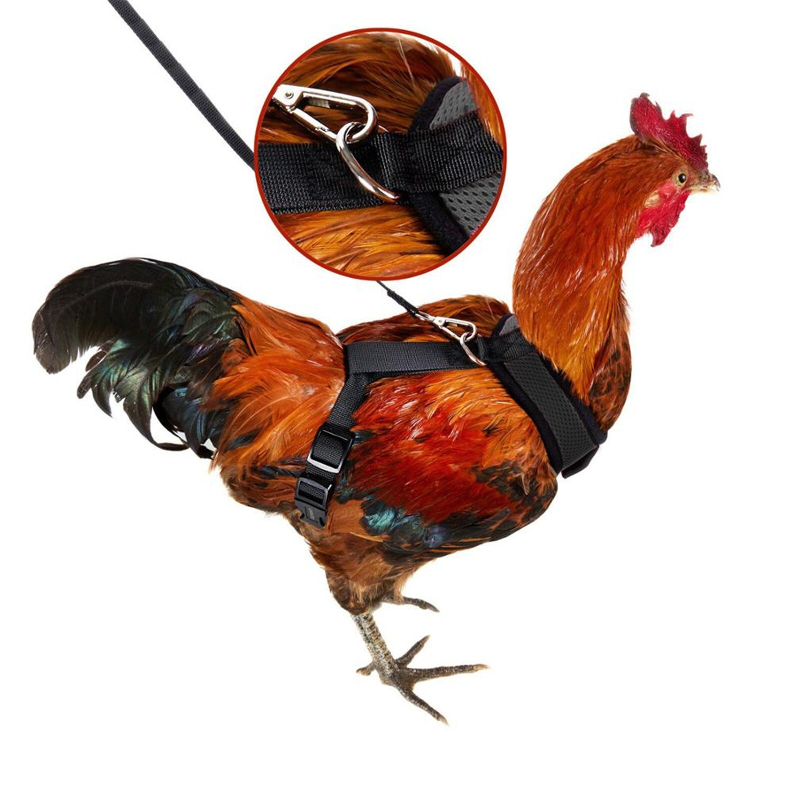 Chicken Harness Hen Size With 6ft Matching Leash Adjustable Etsy