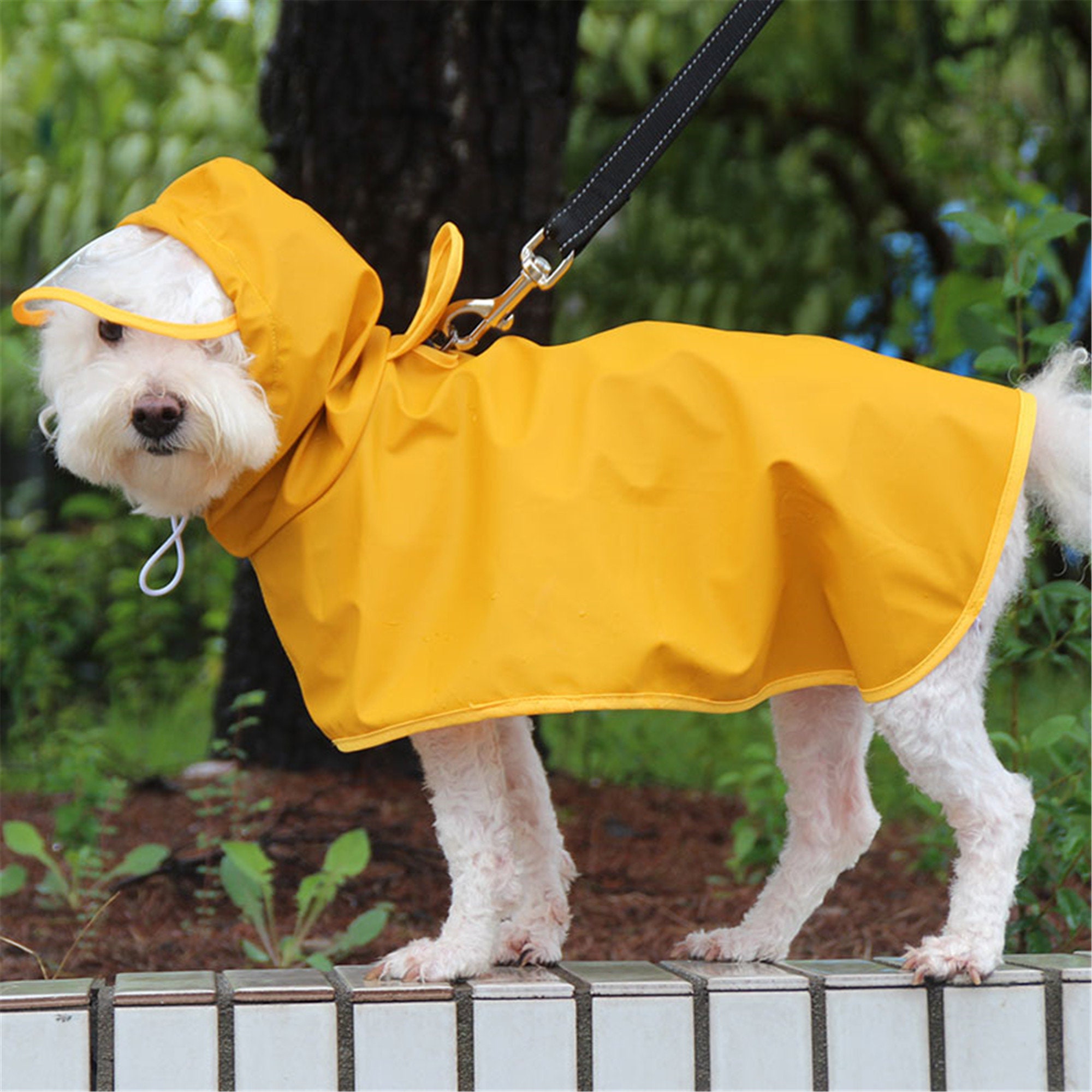 hund kotzt gelb