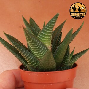 Haworthia limifolia Planta suculenta