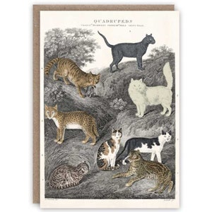 Carte de voeux Chats