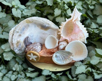 Rose Gold Shell Grotto