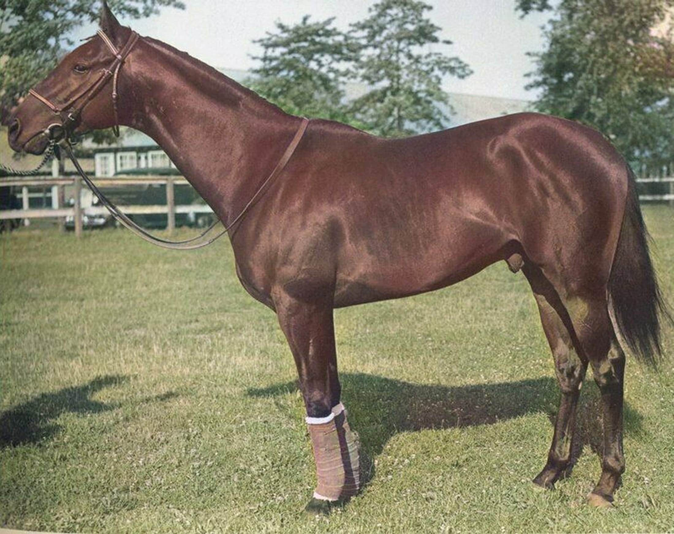 Man O War Horse for sale Only 2 left at 60