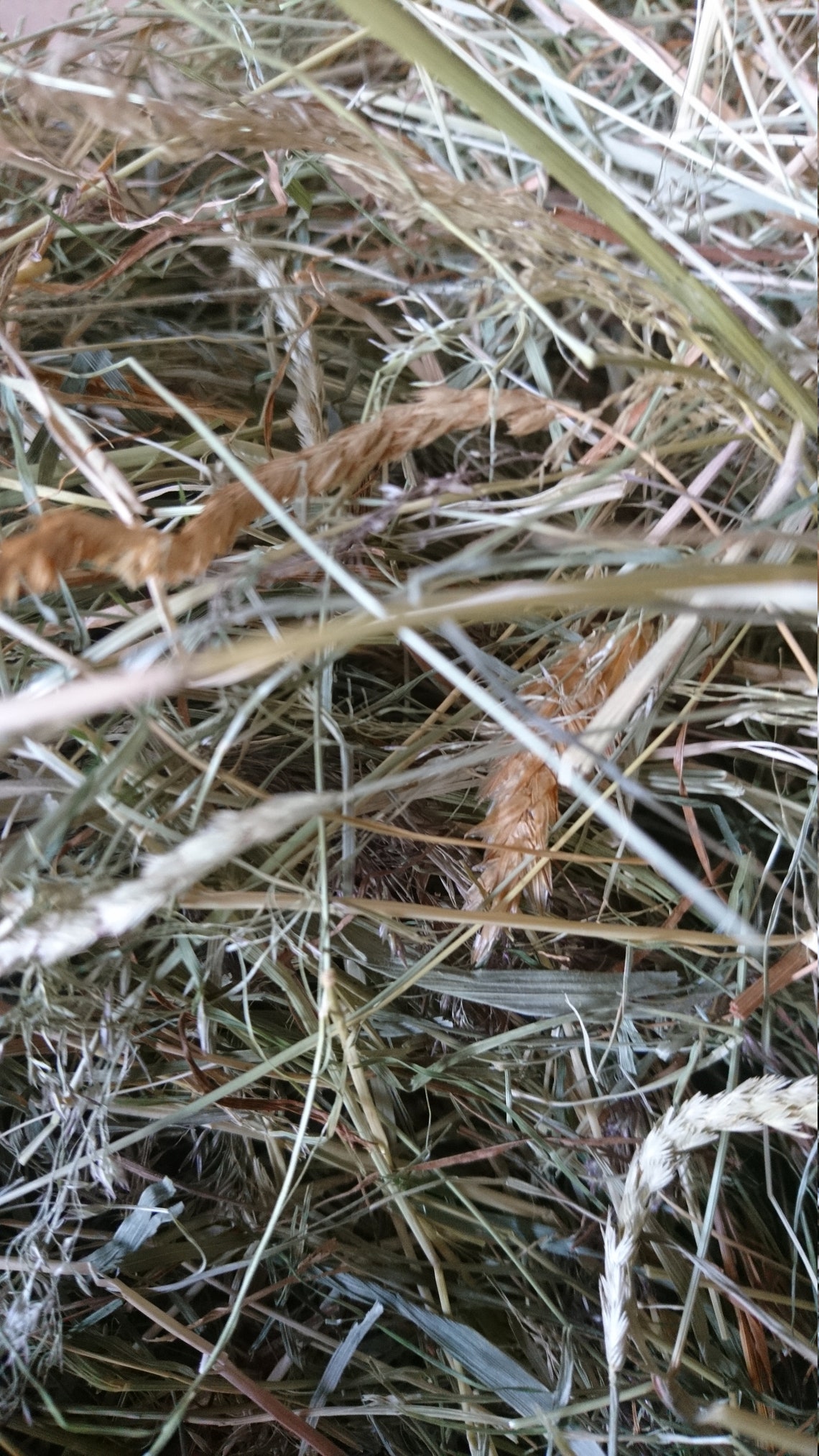 3kg of Westcountry Orchard Hay cocksfoot in Ecofriendly Boxes. Perfect