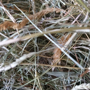 3kg of Westcountry Orchard Hay (Cocksfoot) In Eco-Friendly Boxes. Perfect For Rabbits Guinea Pigs etc