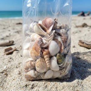May include: A clear plastic bag filled with a variety of seashells in shades of white, tan, brown, and grey. The collection includes spiral-shaped shells, ribbed bivalves, and smooth, rounded shells of different sizes, all visible through the transparent material.
