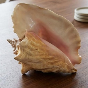 May include: A large conch shell featuring a textured, tan-colored exterior with a spiraled apex and a smooth, glossy interior that transitions from a soft cream to a delicate pale pink hue, showcasing natural organic curves and ridges.