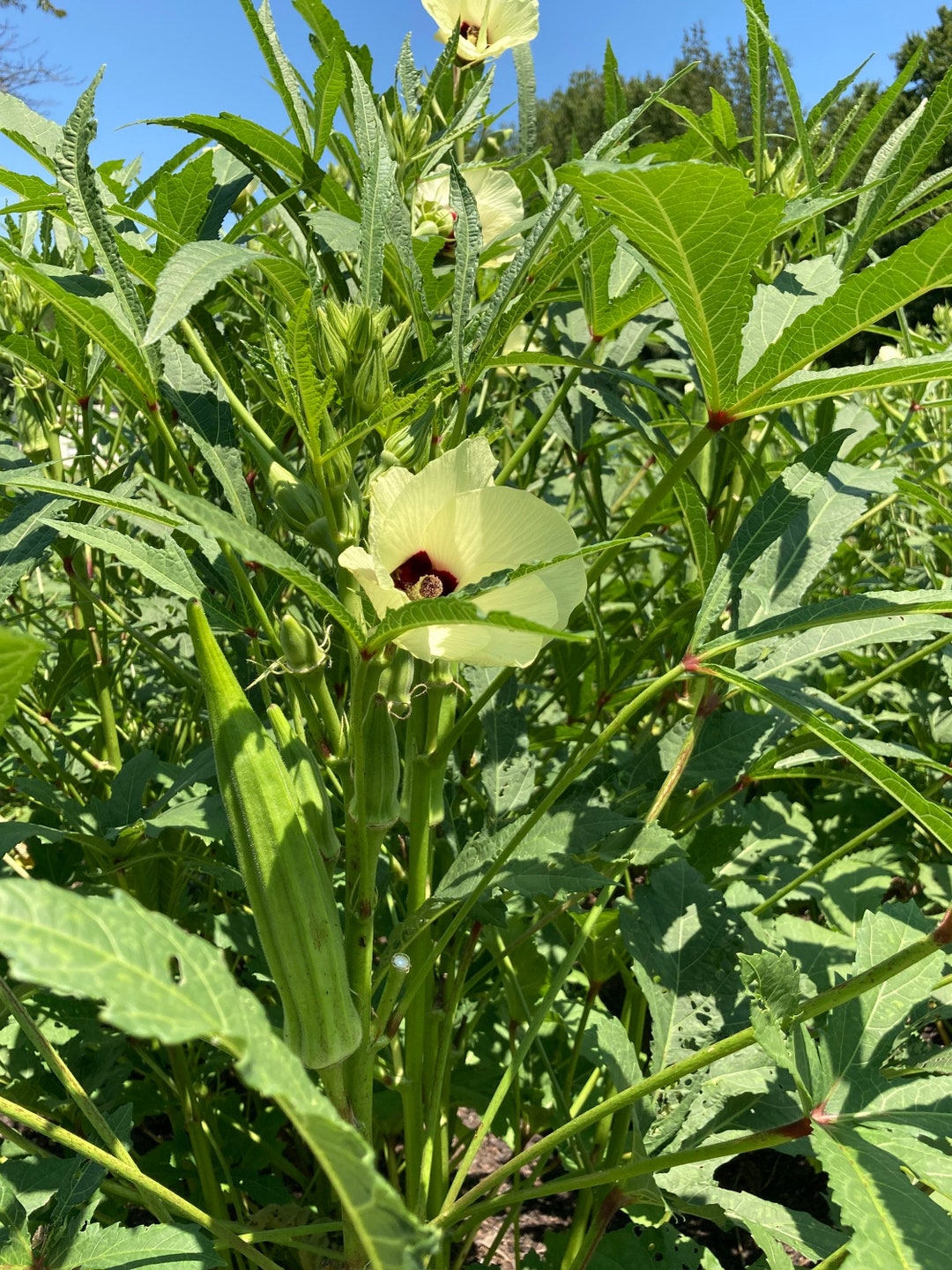 Heirloom Heavy Hitter Okra Seeds Etsy