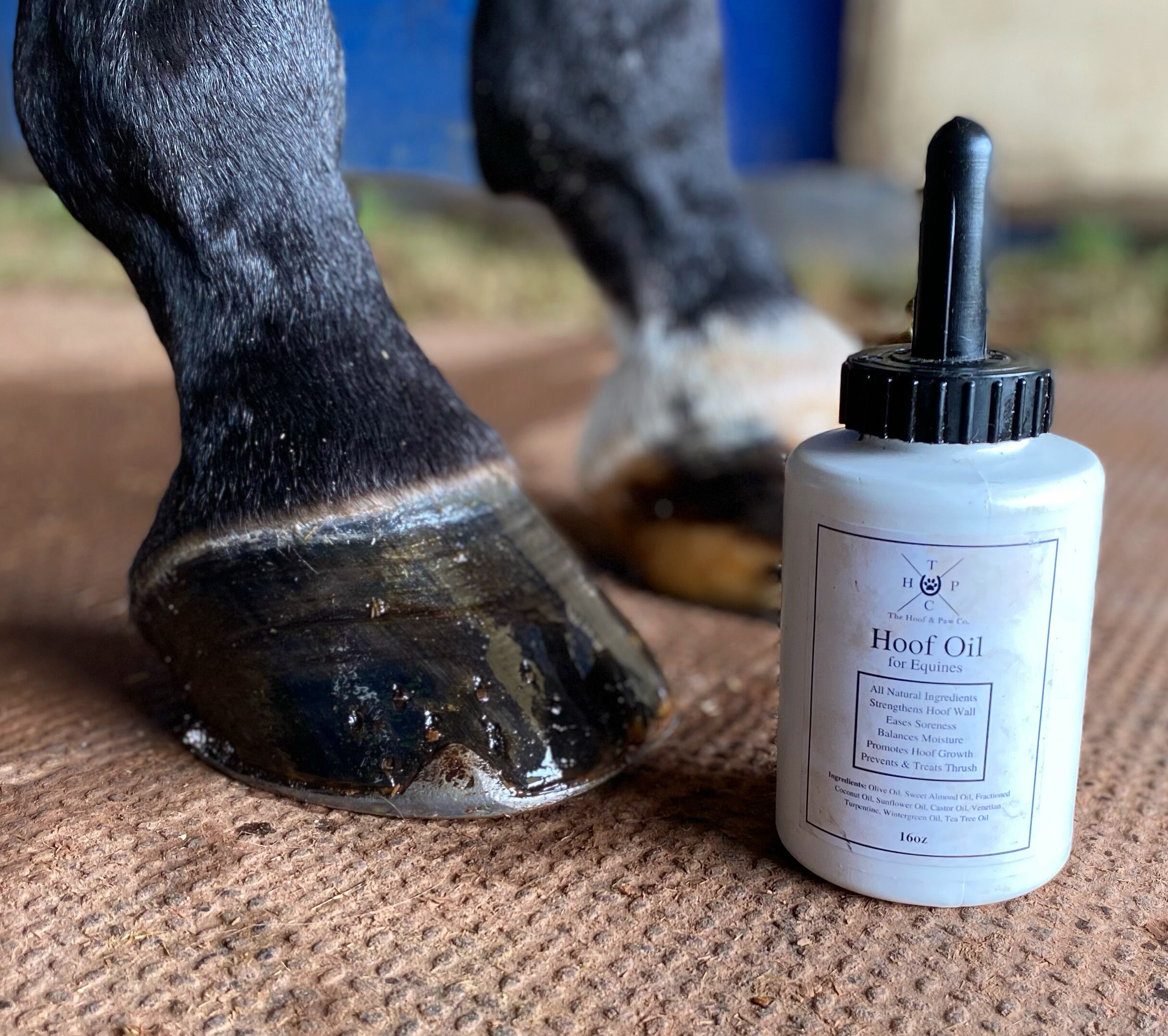 All Natural Hoof Oil for Horses Heals Cracks Kills Thrush Etsy Canada