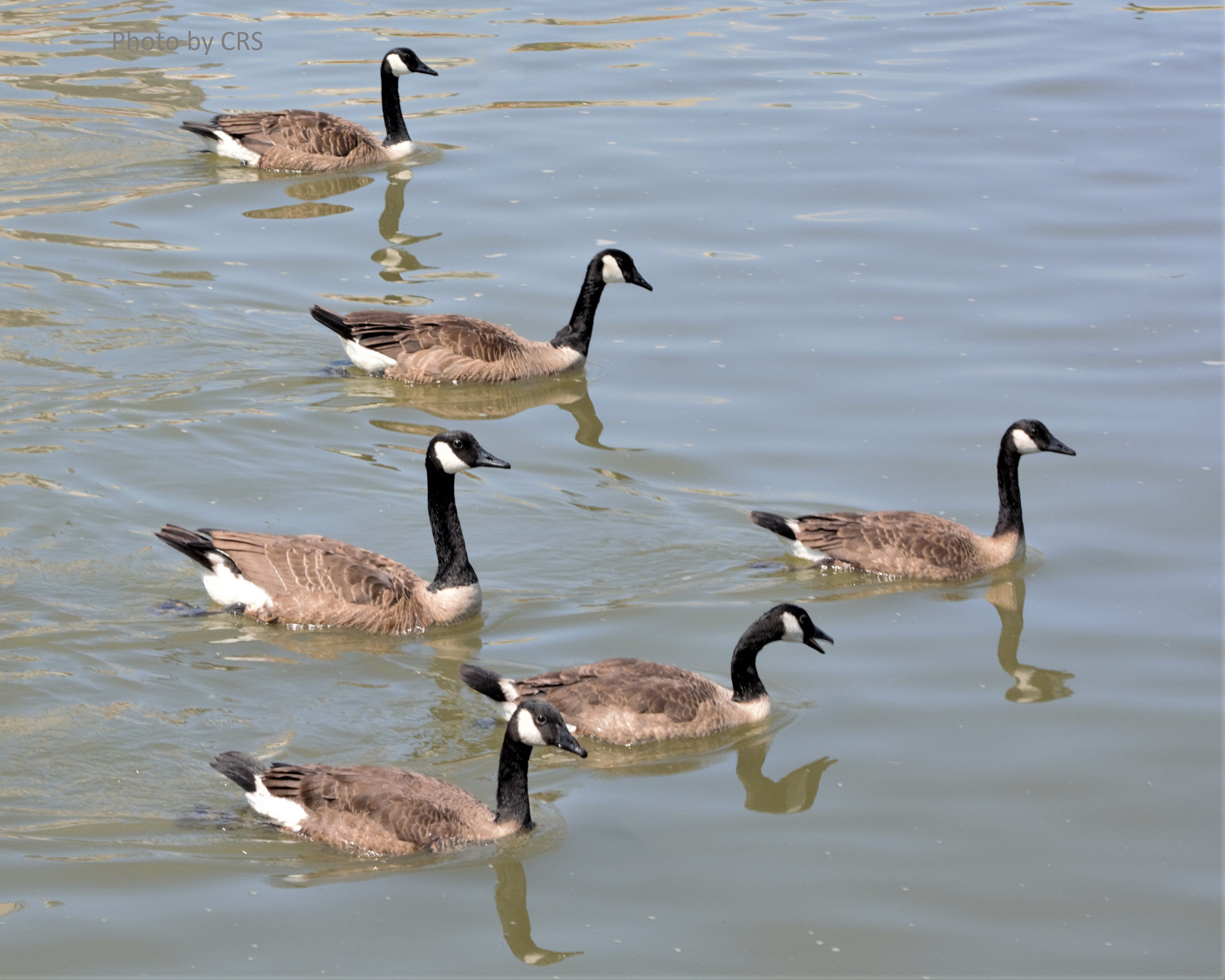 Six Canadian Geese swimming in a pond. Etsy
