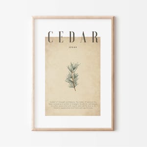 May include: Framed botanical print featuring the word "CEDAR" in a serif font above an illustration of cedar branches. The print has a vintage aesthetic with a beige background and a light wood frame. Text at the bottom describes the cedar's symbolism.