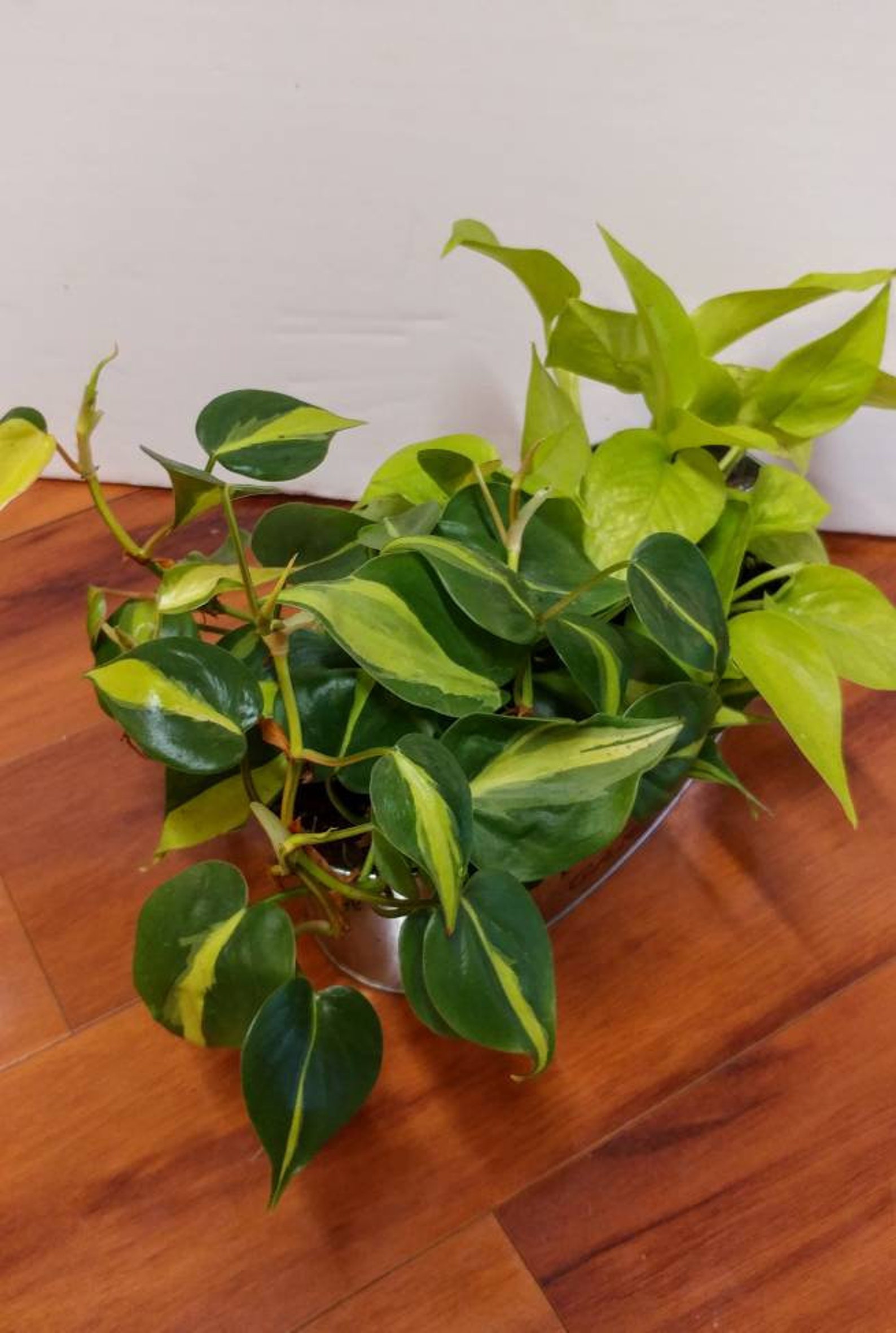 Plant Combo Philo Brazil Neon Pothos Etsy