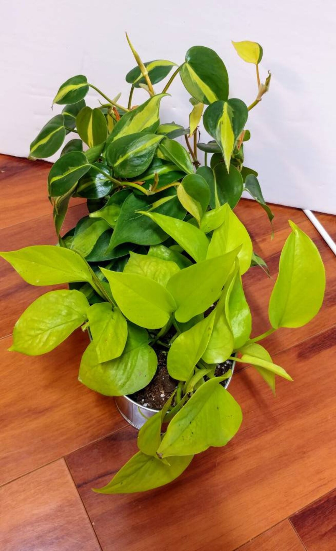 Plant Combo Philo Brazil Neon Pothos Etsy