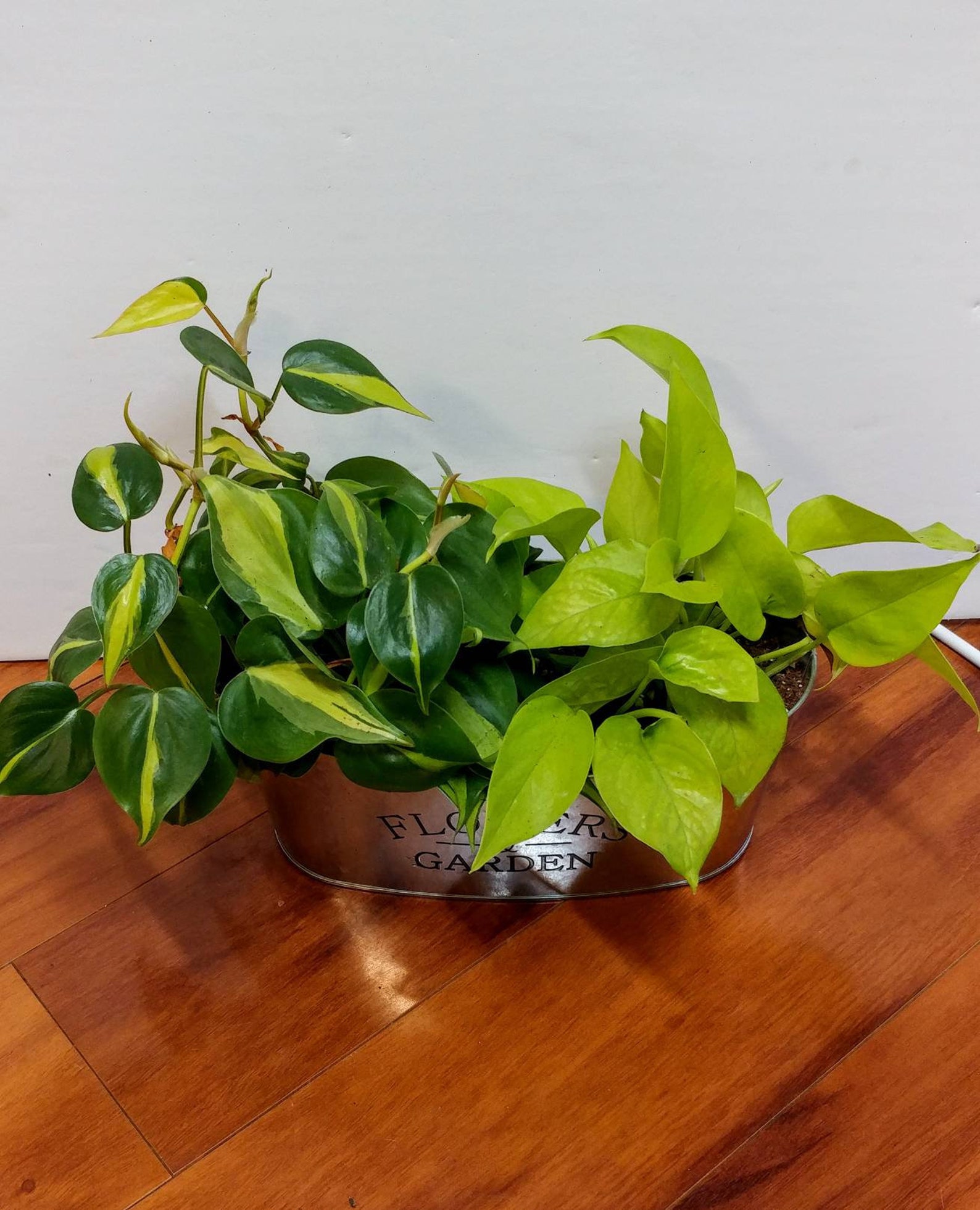Plant Combo Philo Brazil Neon Pothos Etsy