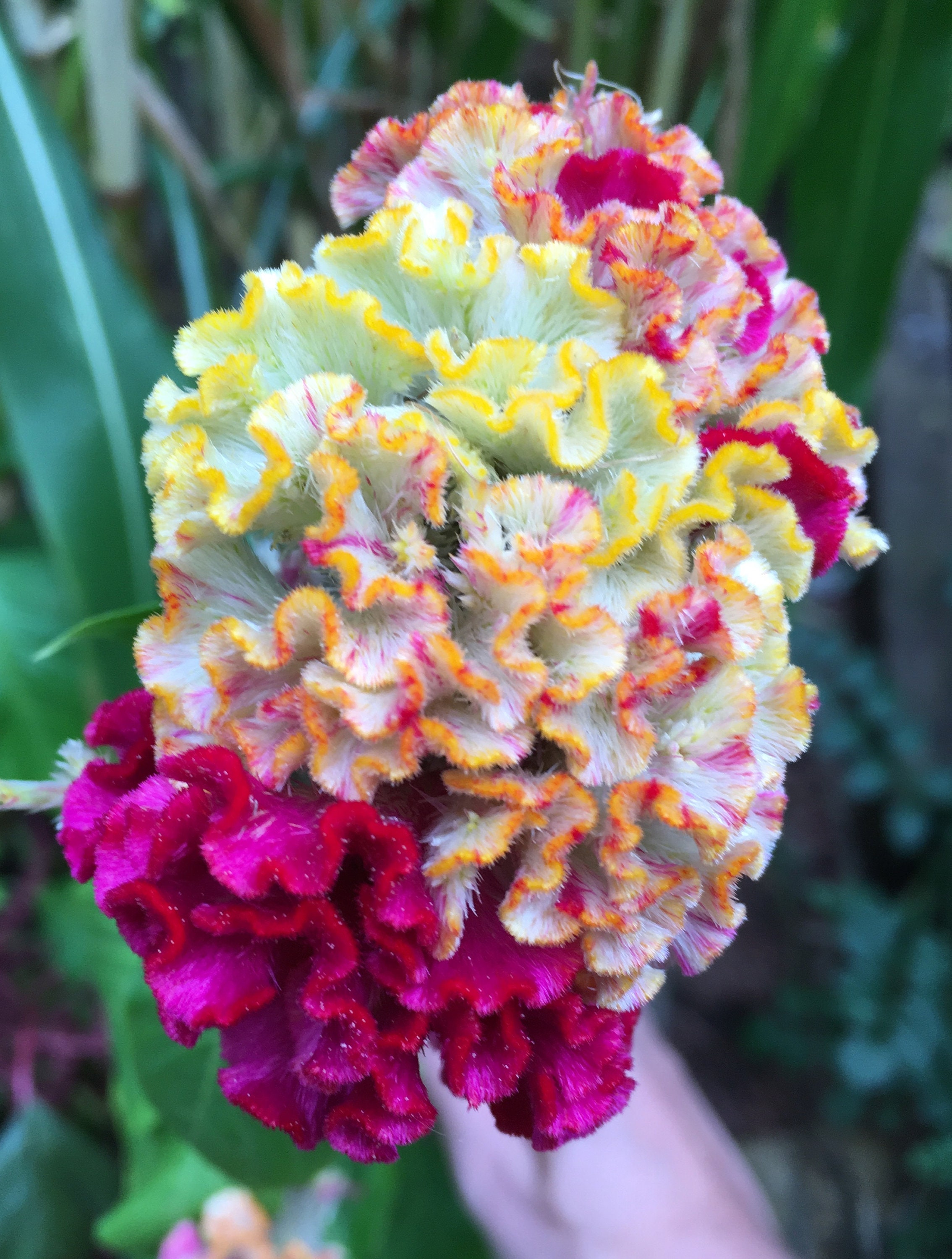 Variegated Cocks Comb Flower Etsy