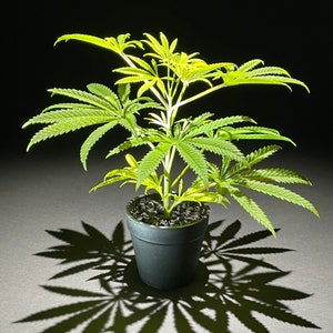 May include: A green cannabis plant in a black pot with dark brown soil. The plant is casting a shadow on a grey surface.