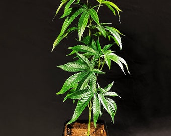 SugaModula 95cm/37inch Artificial Marijuana Faux Cannabis Hemp Replica Plant Single Branch