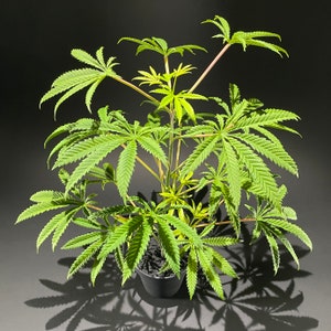May include: A potted green plant with multiple stems and leaves. The plant is in a black pot on a dark grey surface.