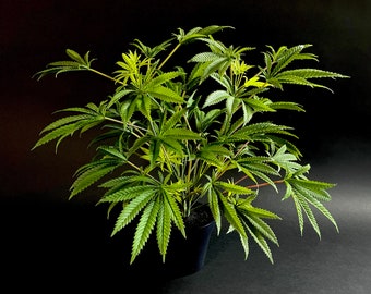 SugaNova 50cm/20inch Artificial Marijuana Faux Cannabis Hemp Replica Plant in Pot