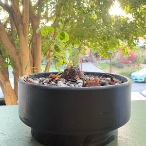 Puede incluir: Una pequeña planta caudex de color marrón oscuro con textura y hojas verdes finas en forma de corazón, plantada en una maceta redonda de cerámica negra mate rellena con una mezcla de pequeñas piedras grises y sustrato orgánico.