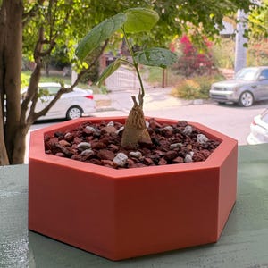 Puede incluir: Una pequeña planta con hojas verdes y un tronco marrón está plantada en una maceta geométrica roja. La maceta está llena de pequeñas rocas y se encuentra afuera sobre una superficie verde. Se ven coches y árboles en el fondo.