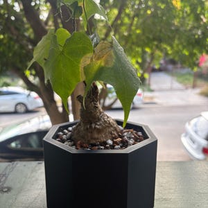 Puede incluir: Una pequeña planta en maceta con hojas verdes y un tallo bulboso marrón. La planta está en una maceta negra geométrica llena de pequeñas rocas. El fondo está borroso, mostrando un árbol y una calle.