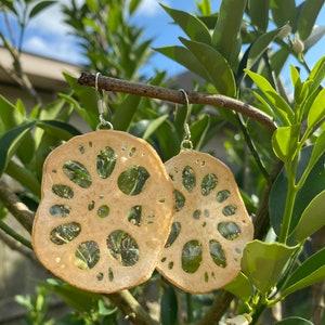 Op de afbeelding: Een paar oorbellen met een gedroogde lotuswortelplak, met een zilveren haak. De oorbellen hangen aan een tak met groene bladeren.