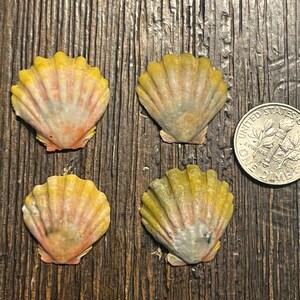 May include: Four small, fan-shaped seashells with yellow, pink, and white hues are arranged on a dark wooden surface. A dime is placed next to the shells for size comparison. The shells have a textured, ridged appearance.