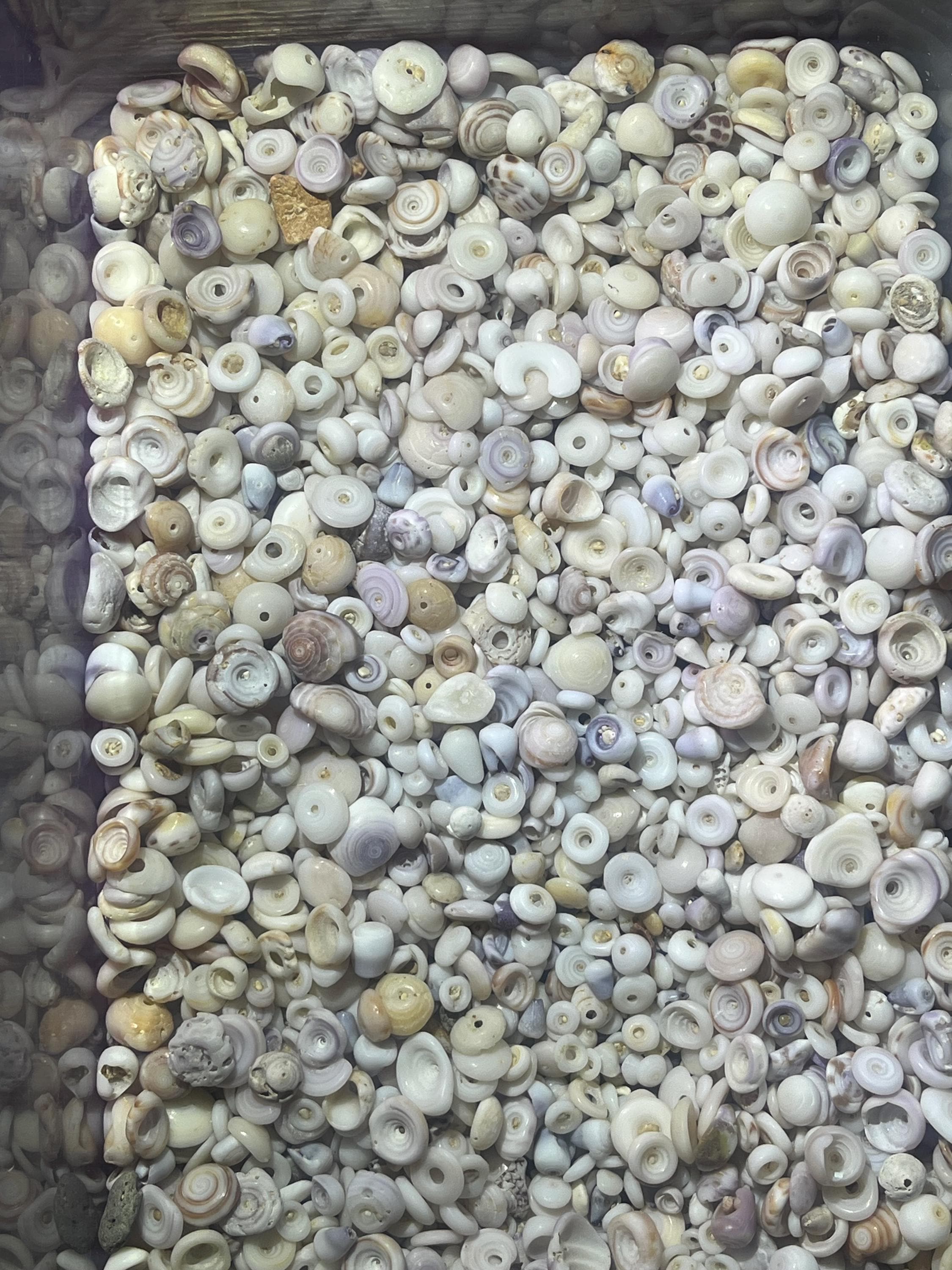 50 Puka Shells. Small to Medium Hand Picked North Shore Hawaiian ...