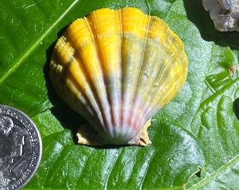 May include: A vibrant yellow and gray scallop shell with a pink base rests on a bright green leaf. The shell's ridges radiate from the center. A quarter coin is visible in the lower left corner.