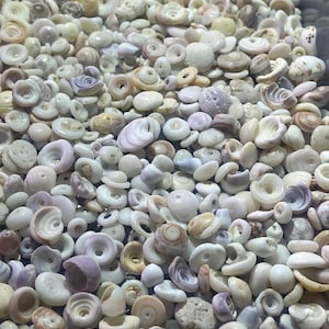 50 Puka Shells. Medium to Large- Hand picked North Shore Hawaiian Bulk lot: 12-18 mm  Seashells- Jewelry making Natural Puka shells. Hawaii