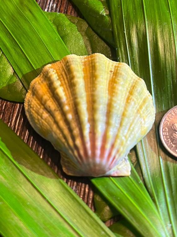 Sunrise Shell , Langford's Pecten O'ahu Hawaii Sunrise Sea Shells