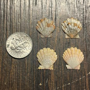 Hawaiian Sunrise Shells 4 shells  Langford’s Pecten O‘ahu Hawaii, Sunrise Shells lot 3
